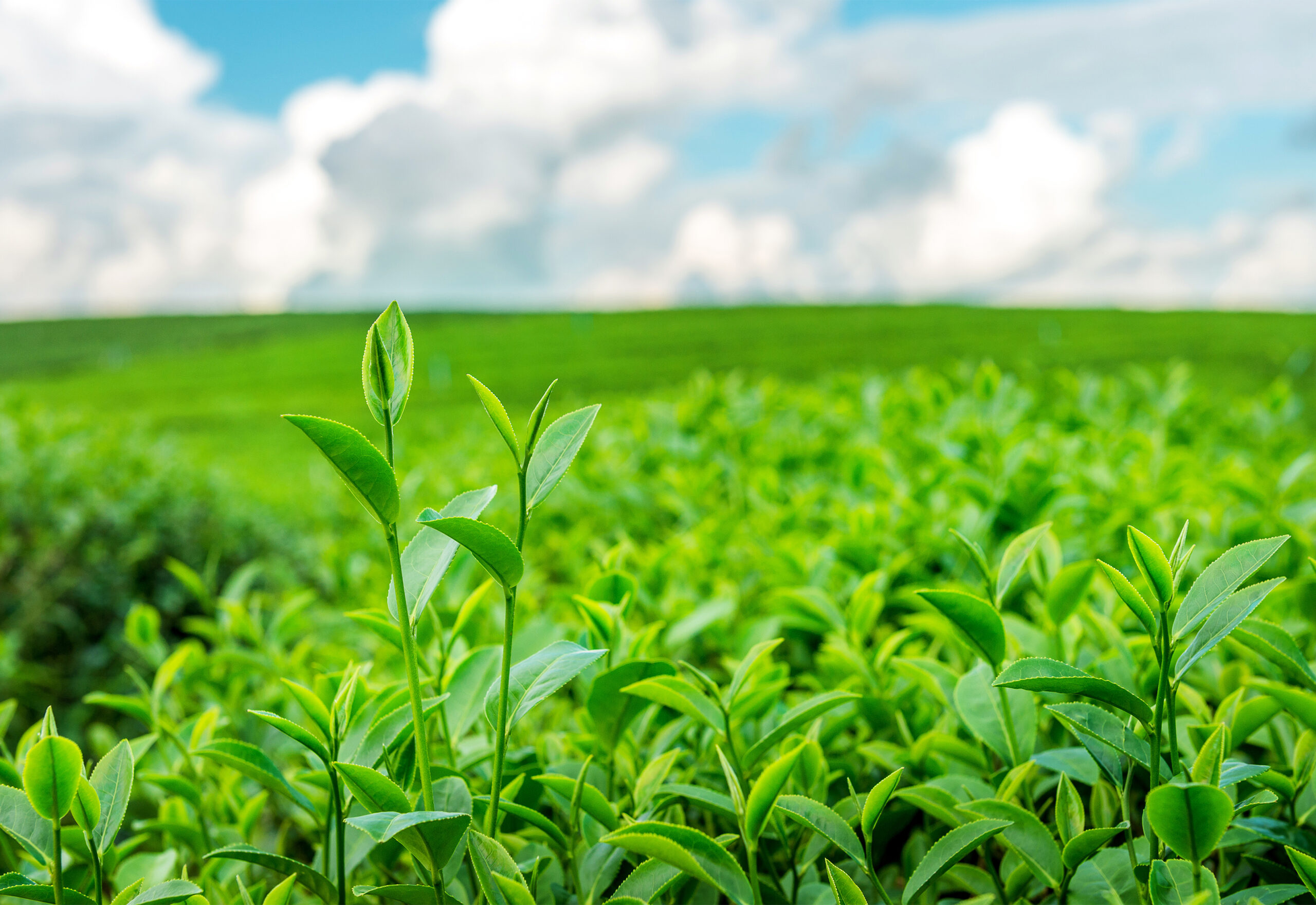 https://esg360.global/wp-content/uploads/2022/08/green-tea-bud-leaves-green-tea-plantations-morning-1-scaled.jpg